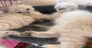 Ragdoll cats - Advert 6