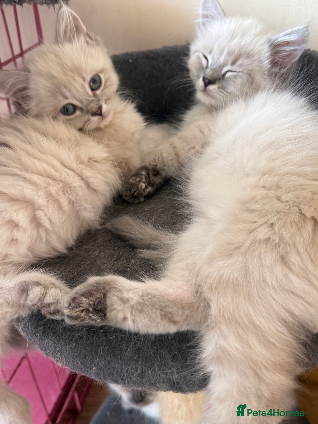 Ragdoll cats for sale: ADORABLE RAGDOLL POLYDACTYL KITTENS - READY NOW - Image 17