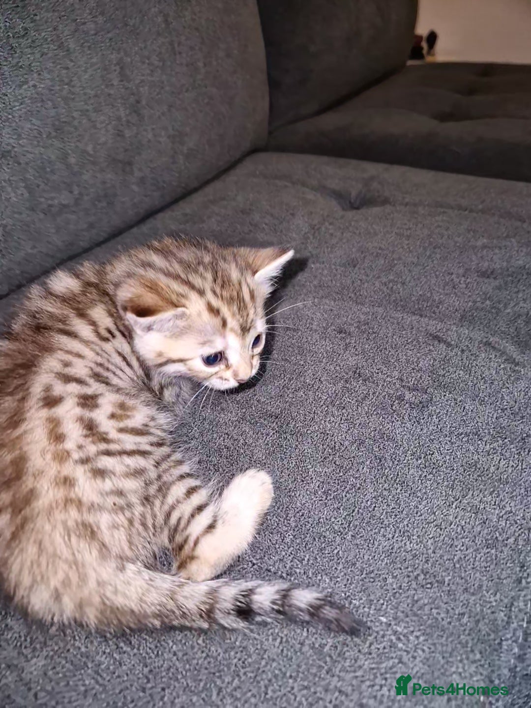 Bengal cats for sale: Absolutely Stunning Bengals  - Image 15