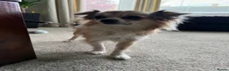 Chihuahua dogs for stud: Long haired chihuahua for stud - Advert 1