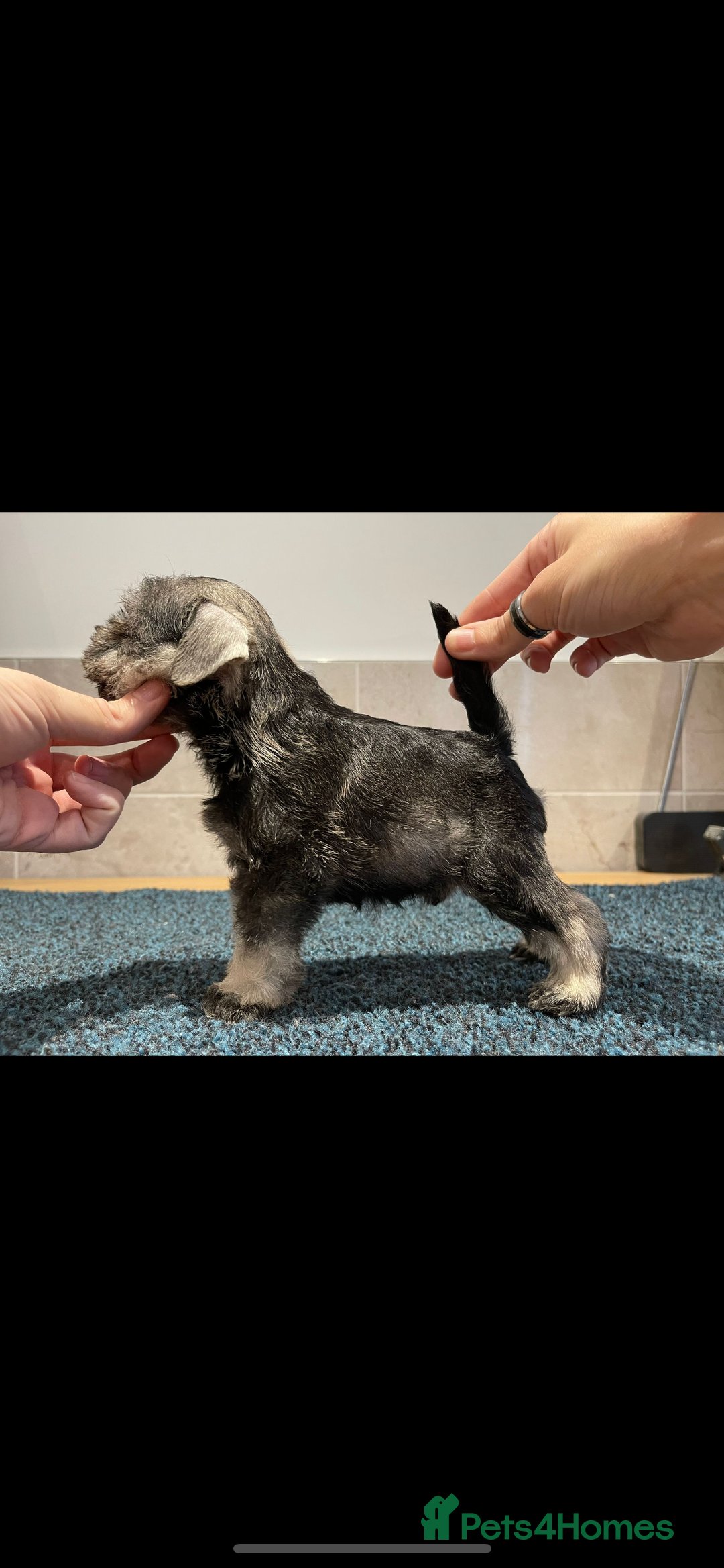 Miniature Schnauzer dogs for stud: STUNNING HEALTH TETSED MINI SCHNAUZER FOR STUD in Wigan - Advert 8