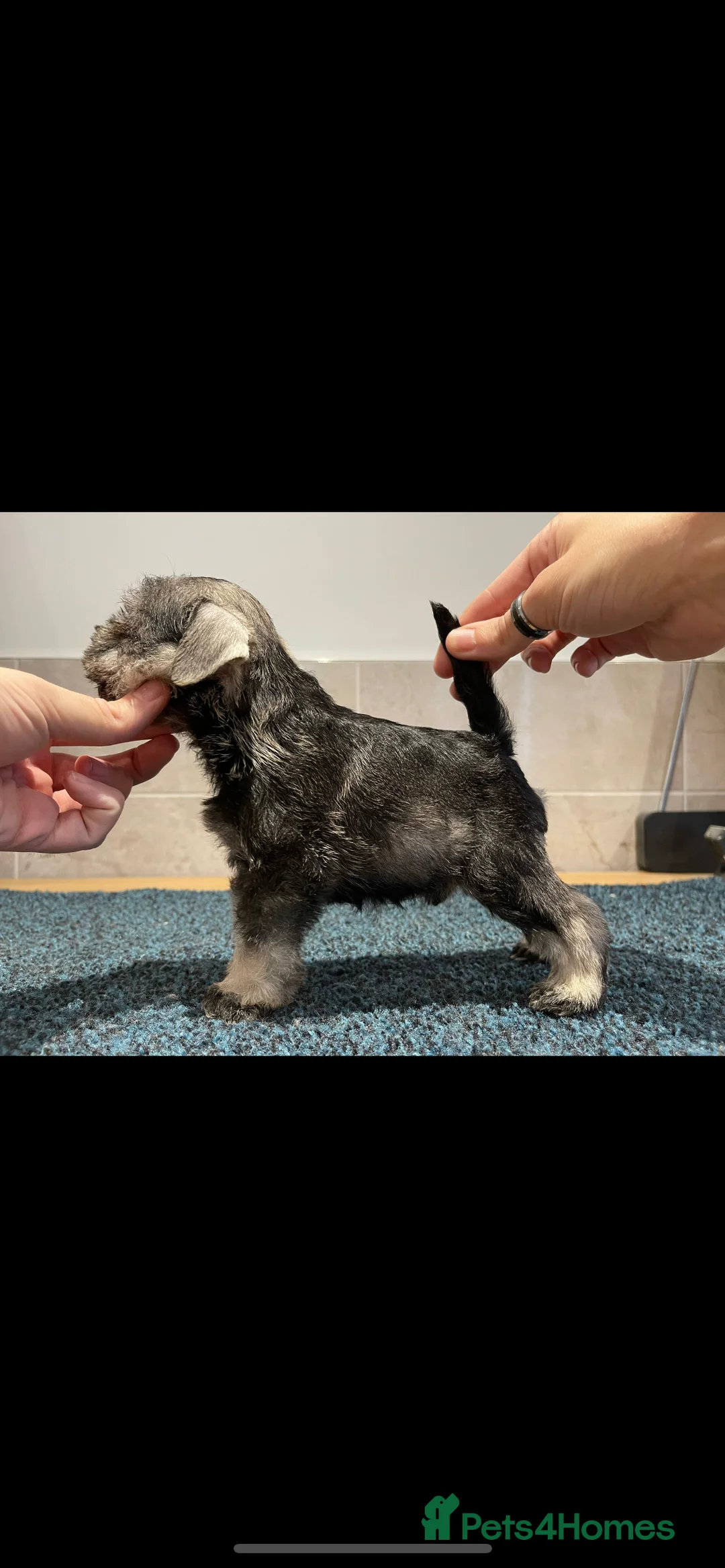 Miniature Schnauzer dogs for stud: STUNNING HEALTH TETSED MINI SCHNAUZER FOR STUD in Wigan - Advert 8