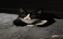 Domestic Shorthair cats for sale: Healthy 12-Week-Old Kittens — (Wormed, Ready Now!) - Image 16