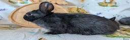 Netherland Dwarf rabbits for sale: Netherland dwarf rabbits - Advert 6