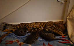 Bengal cats for sale: Bengal X kittens - Image 24