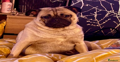 Pug dogs 6 Beautiful Pug puppies - Advert 5