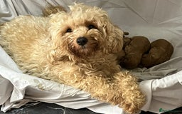 Cavapoochon dogs for sale: Cavapoochon Puppies ready from 20th December 2025  - Advert 24