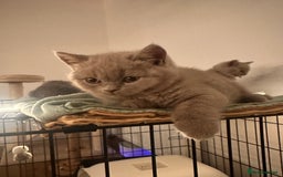 British Shorthair cats for sale: 2 lilac British shorthair boys 🐻💙🐻 - Image 14