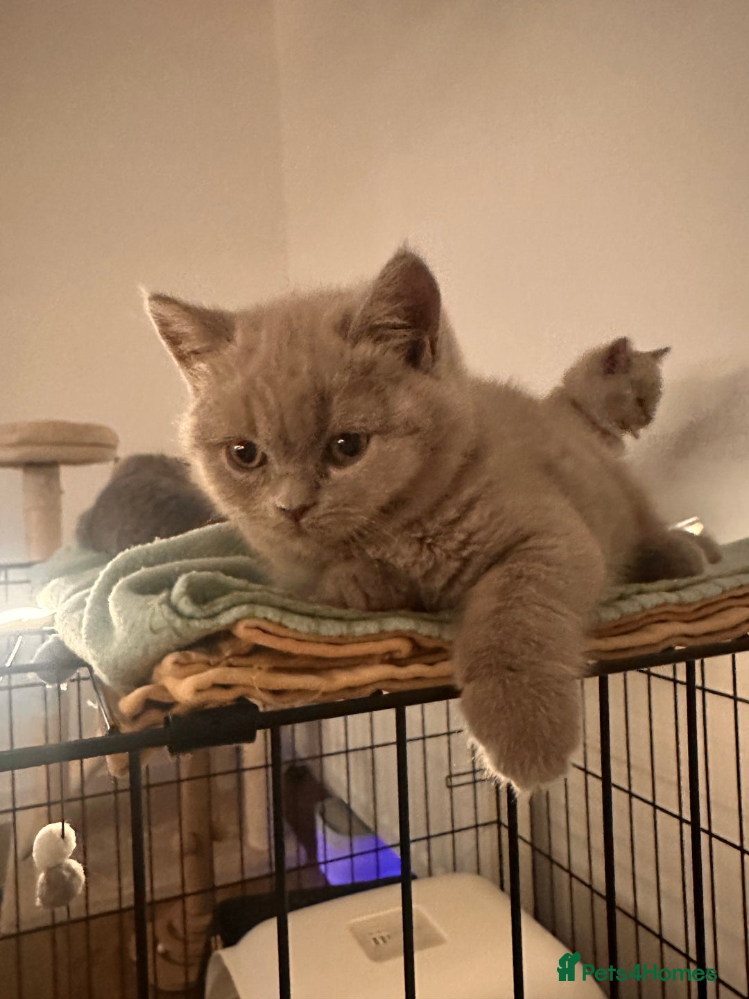British Shorthair cats for sale: 2 lilac British shorthair boys 🐻💙🐻 - Image 14
