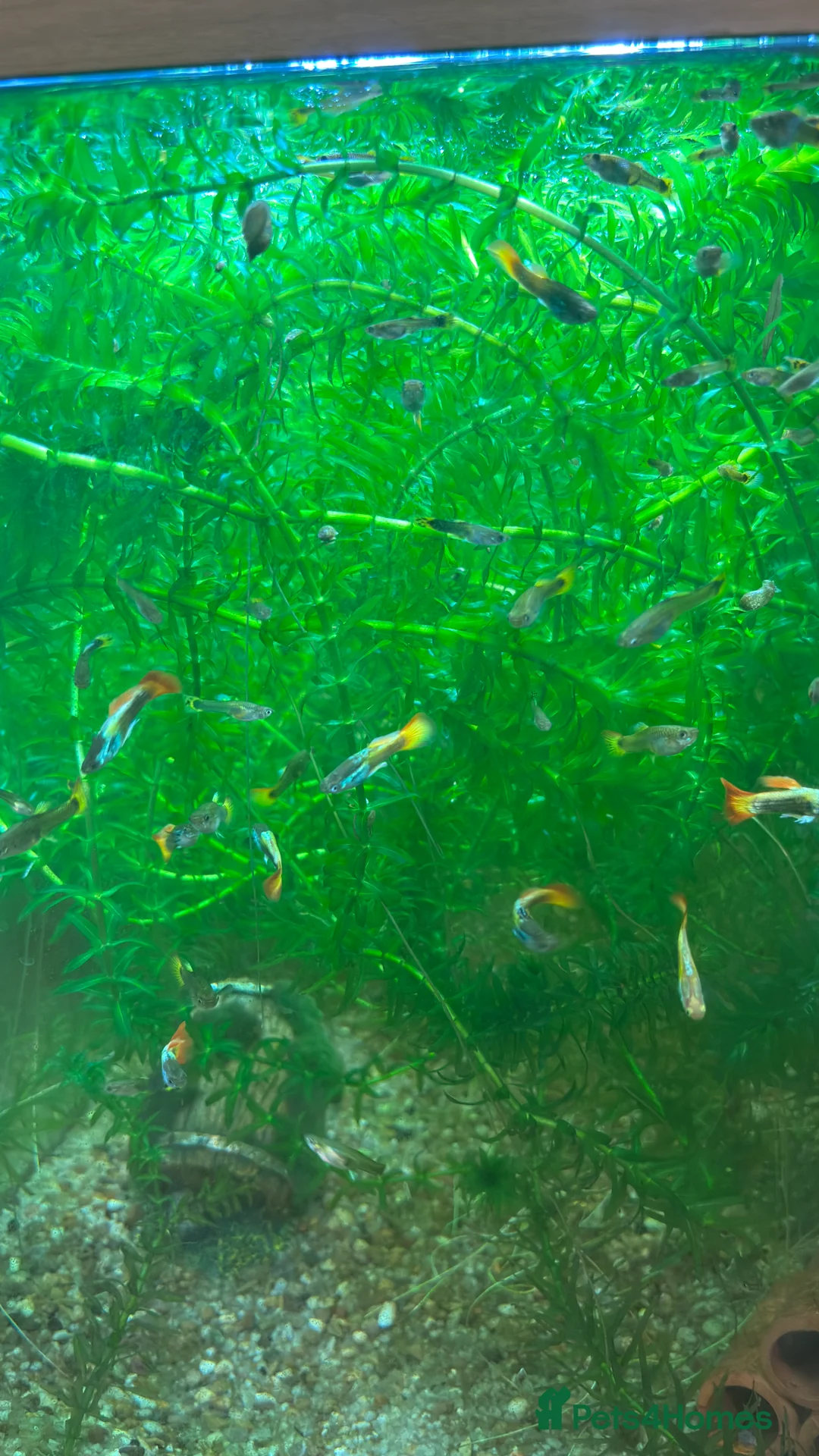 Live Bearers fish for sale: Guppies, various colours and ages. - Advert 3