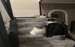 Ragdoll cats for sale: Ragdoll Male 1 years old  - Image 7