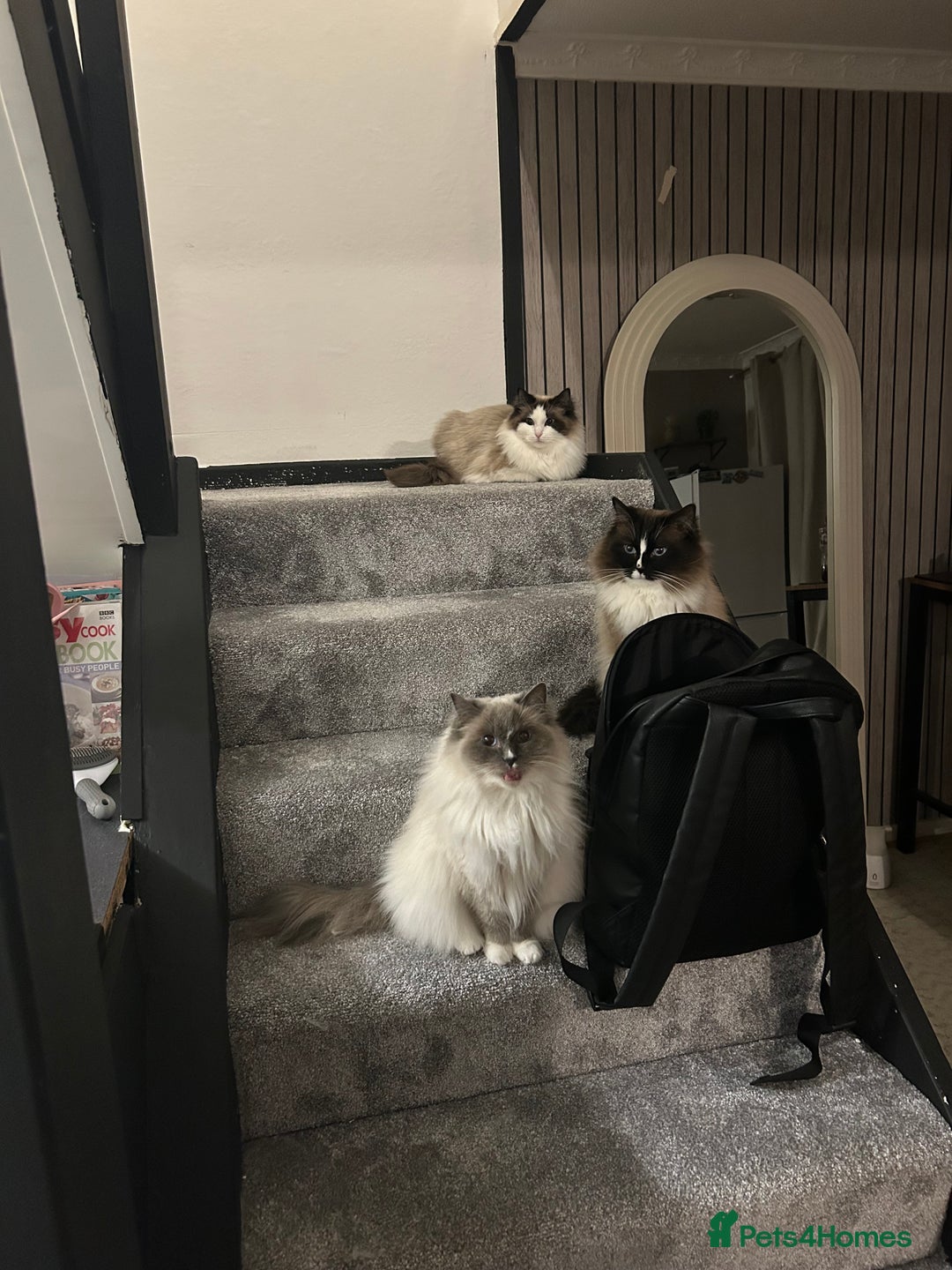 Ragdoll cats for sale: Ragdoll Male 1 years old  - Image 7