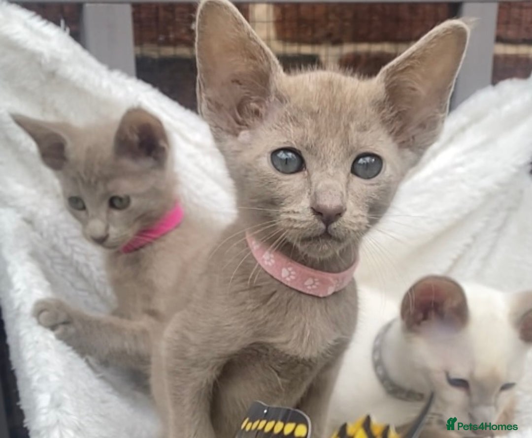 Mixed Breed cats for sale: Oriental X Siamese  - Image 39