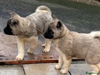 Akita dogs Akita Pups. - Advert 5