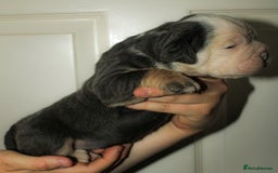 Olde English Bulldogge dogs for sale: Olde English Bulldog puppies - Image 25