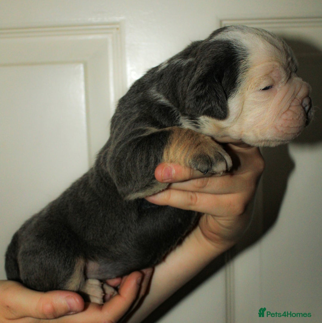 Olde English Bulldogge dogs for sale: Olde English Bulldog puppies - Image 25