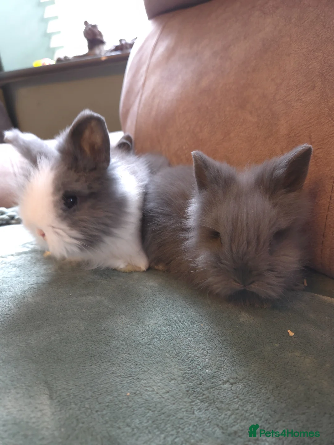 Lionhead rabbits for sale: Smokey double main lionhead  - Advert 16