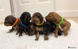 Cavapoo dogs for sale: F1 Cavapoos - Parents DNA Health Tested  - Advert 2