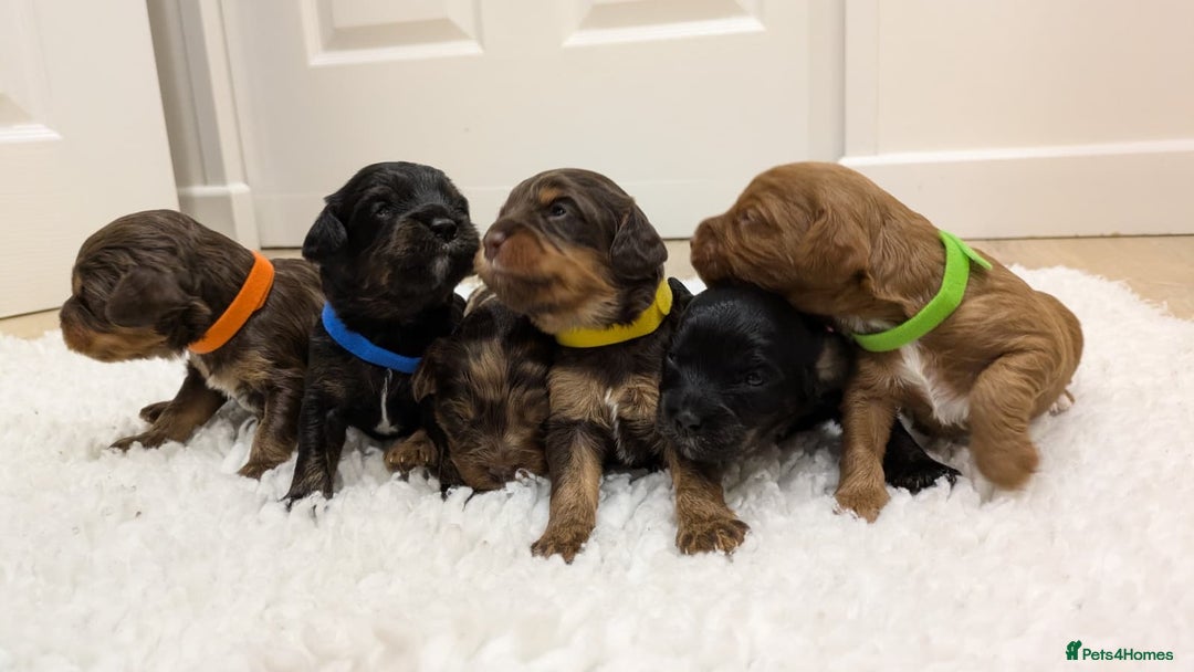Cavapoo dogs for sale: F1 Cavapoos - Parents DNA Health Tested  - Advert 2