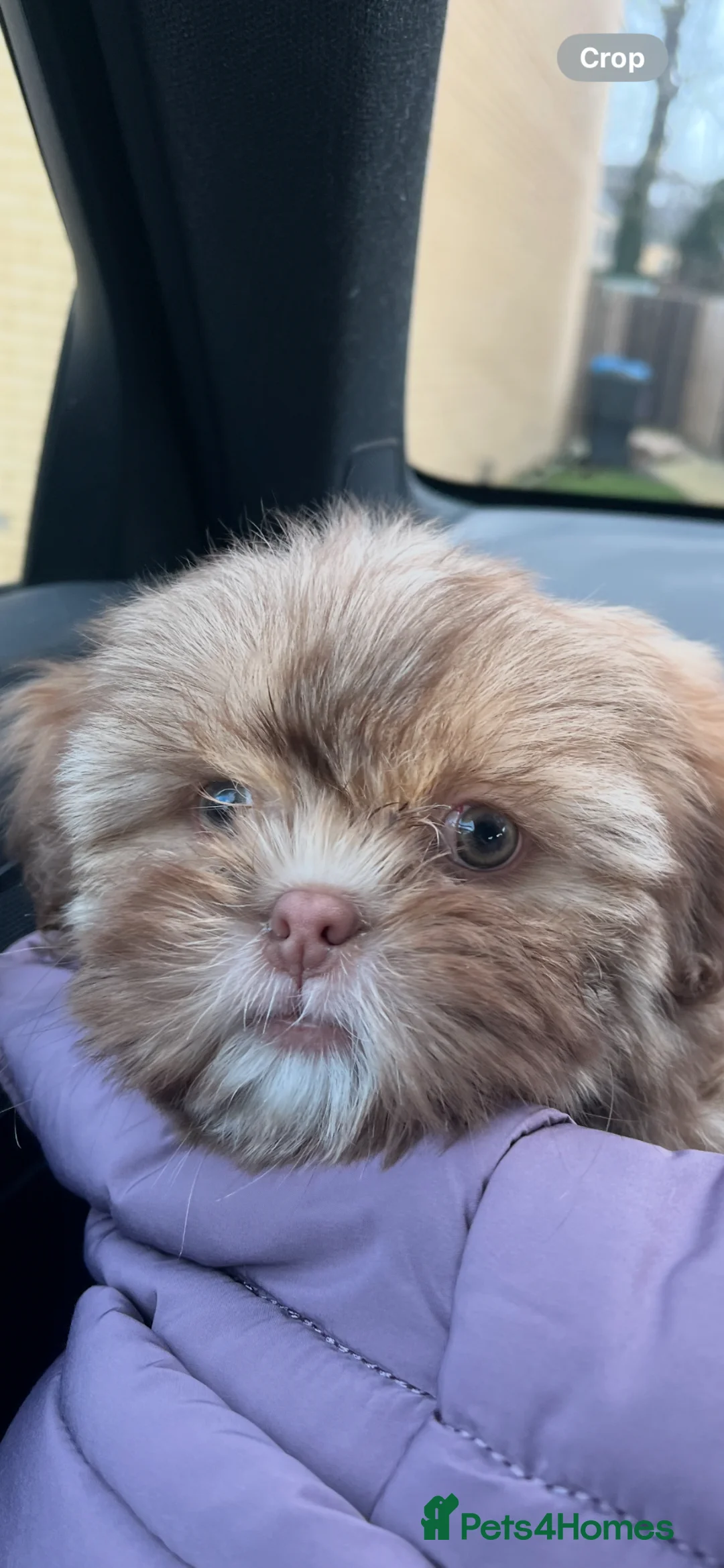Shih Tzu dogs for sale: 6 month old lilac shih tzu - Advert 2