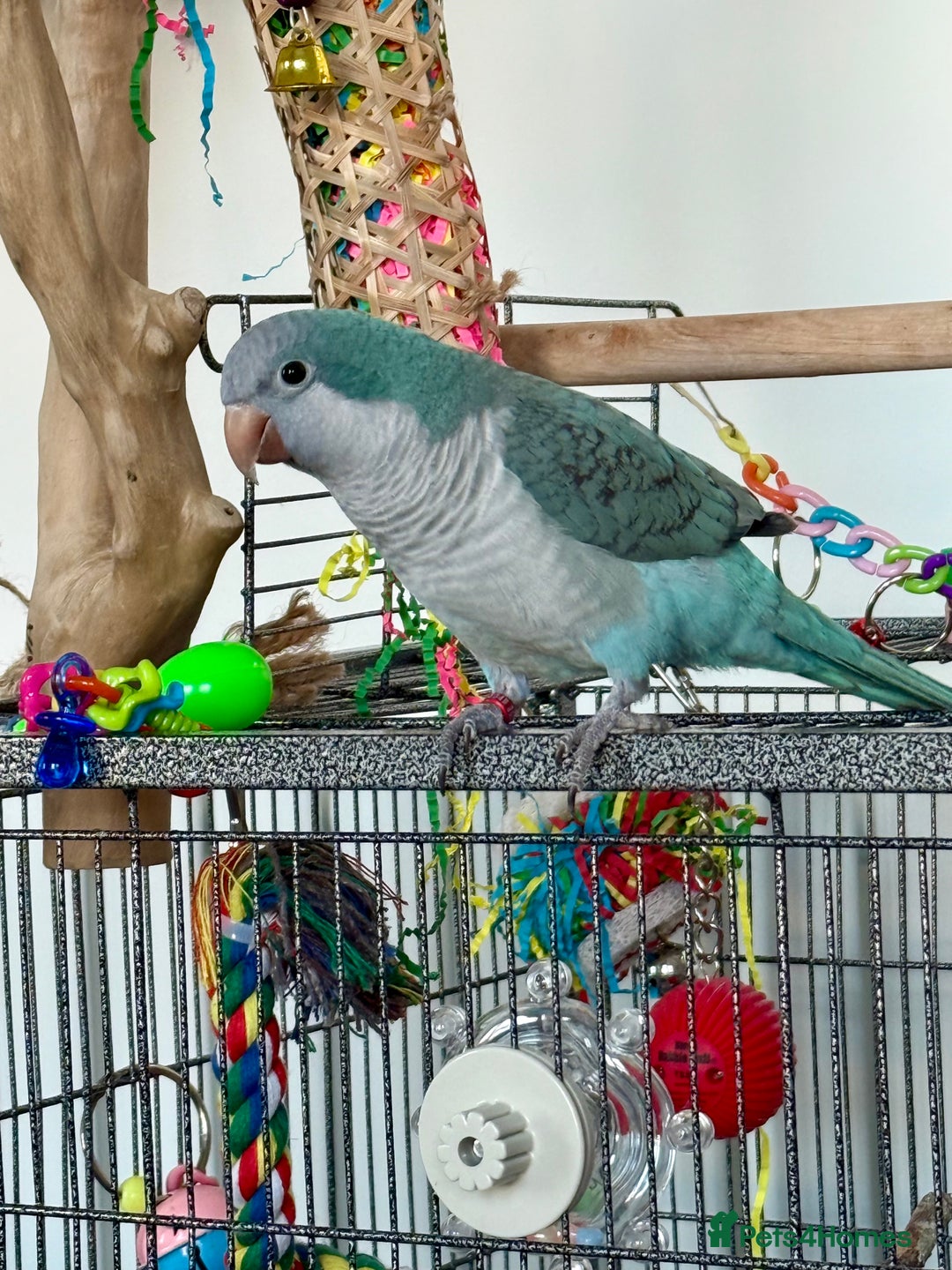 Parrots birds for sale: Tame talking Quaker parrot with cage - Advert 5