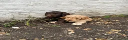 Labradoodle dogs for sale: Labradoodles (F1B) in London W8. READY TO GO HOME - Advert 24