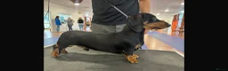 Miniature Dachshund dogs for stud:     KC Proven Mini Dachshund Stud, 31 Champions - Advert 4