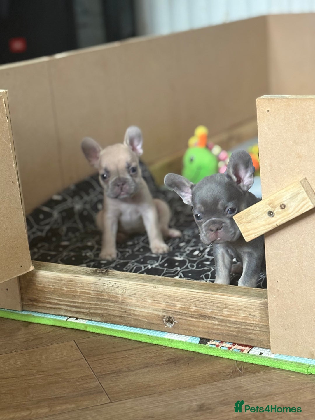 French Bulldog dogs for sale: Last 3 pups available !!Kc French bulldog puppy’s  - Image 9