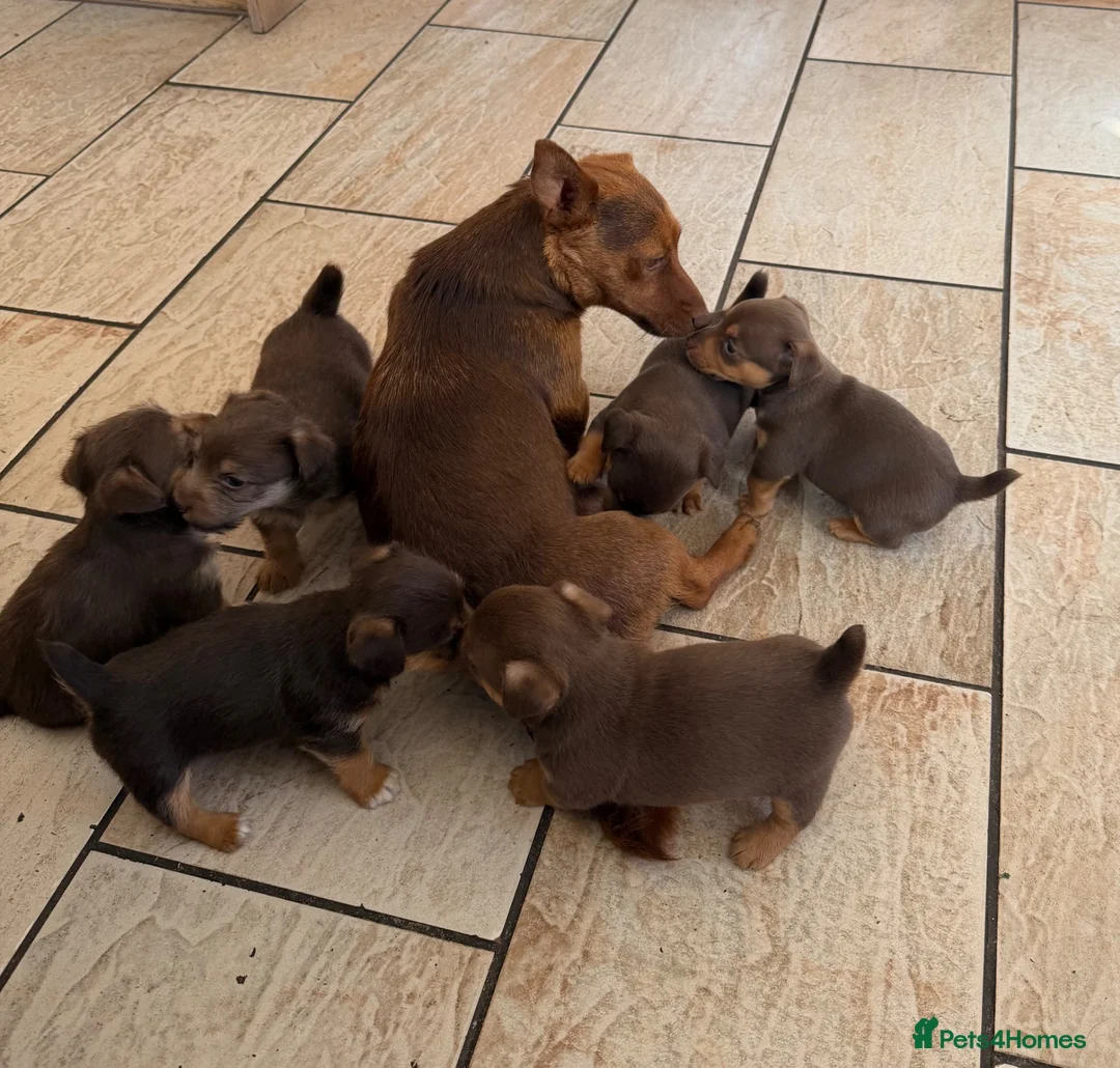 Jack Russell dogs for sale: Jack Russell Puppies - Advert 7