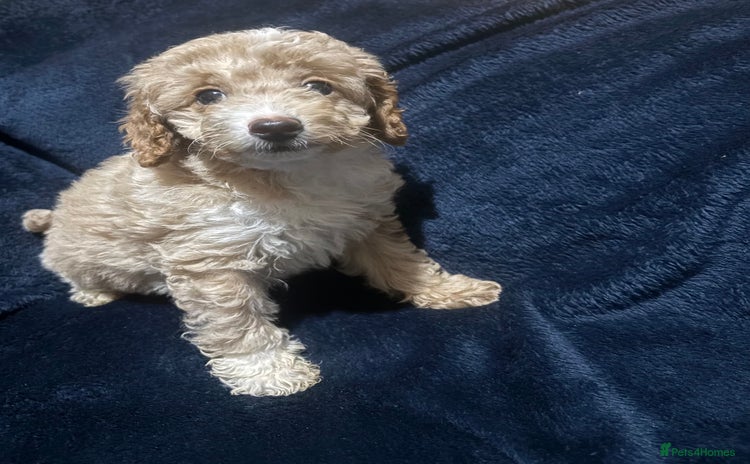 Miniature Poodle dogs - Advert 1