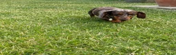 Miniature Dachshund dogs for sale: Beautiful miniature dachshund puppies available  - Advert 3