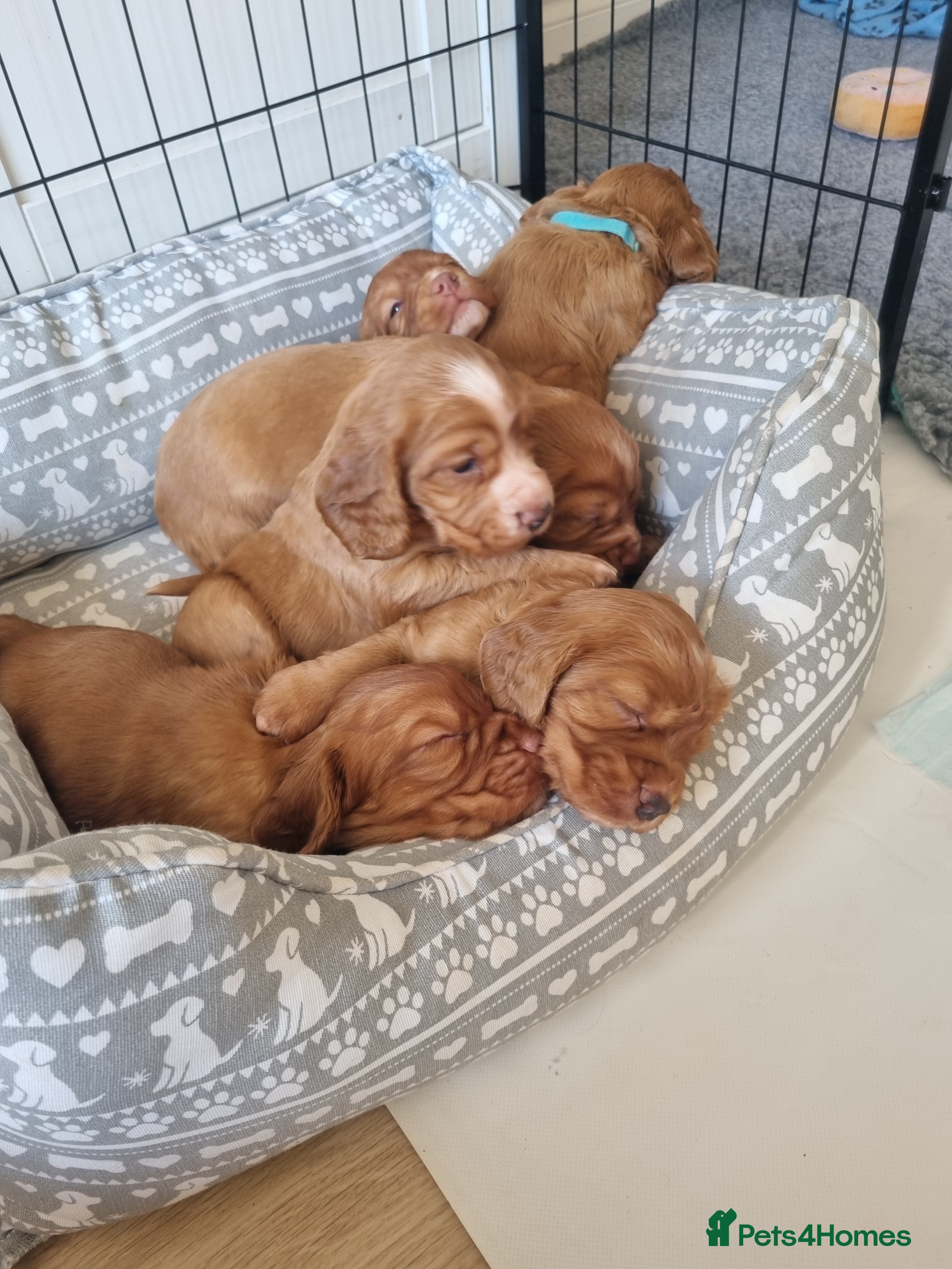 Cocker Spaniel dogs Adorable cocker spaniel puppies - Advert 2