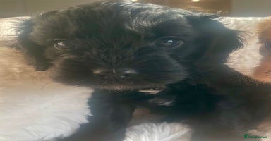 Cavapoo dogs - Advert 6