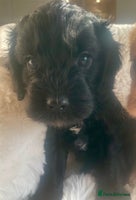 Cavapoo dogs - Advert 6