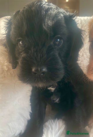 Cavapoo dogs - Advert 3