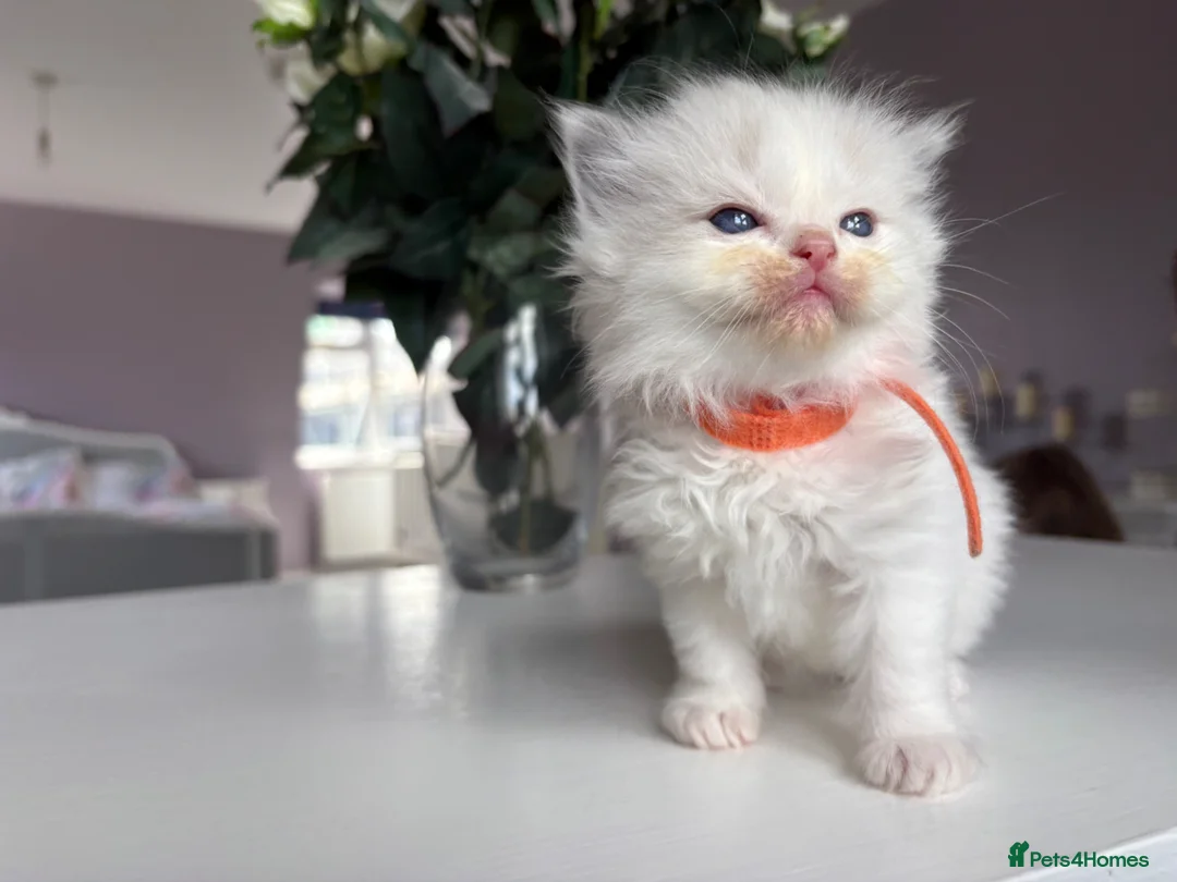 Ragdoll cats for sale: Pedigree Ragdoll babies Ready now - Advert 20