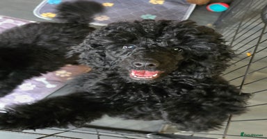Miniature Poodle dogs in Chelmsford - Advert 5