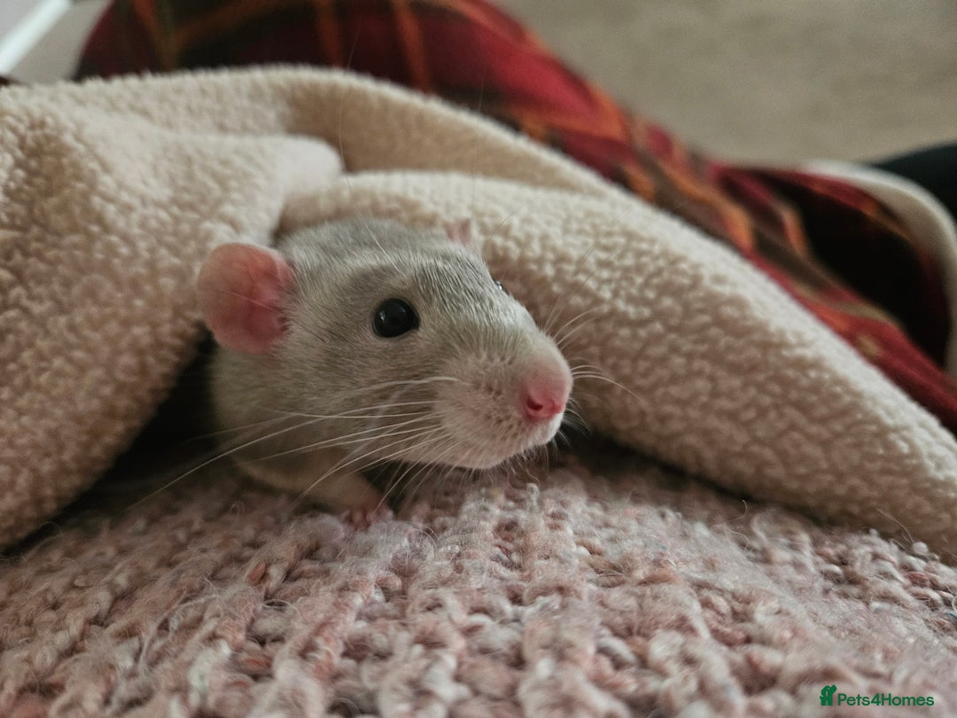 Rat rodents for sale: Rats  - Image 5