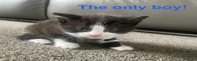 Mixed Breed Kitten 1