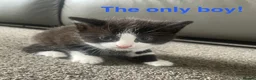 Mixed Breed cats for sale: Adorable Kittens  in Cumnock - Advert 5
