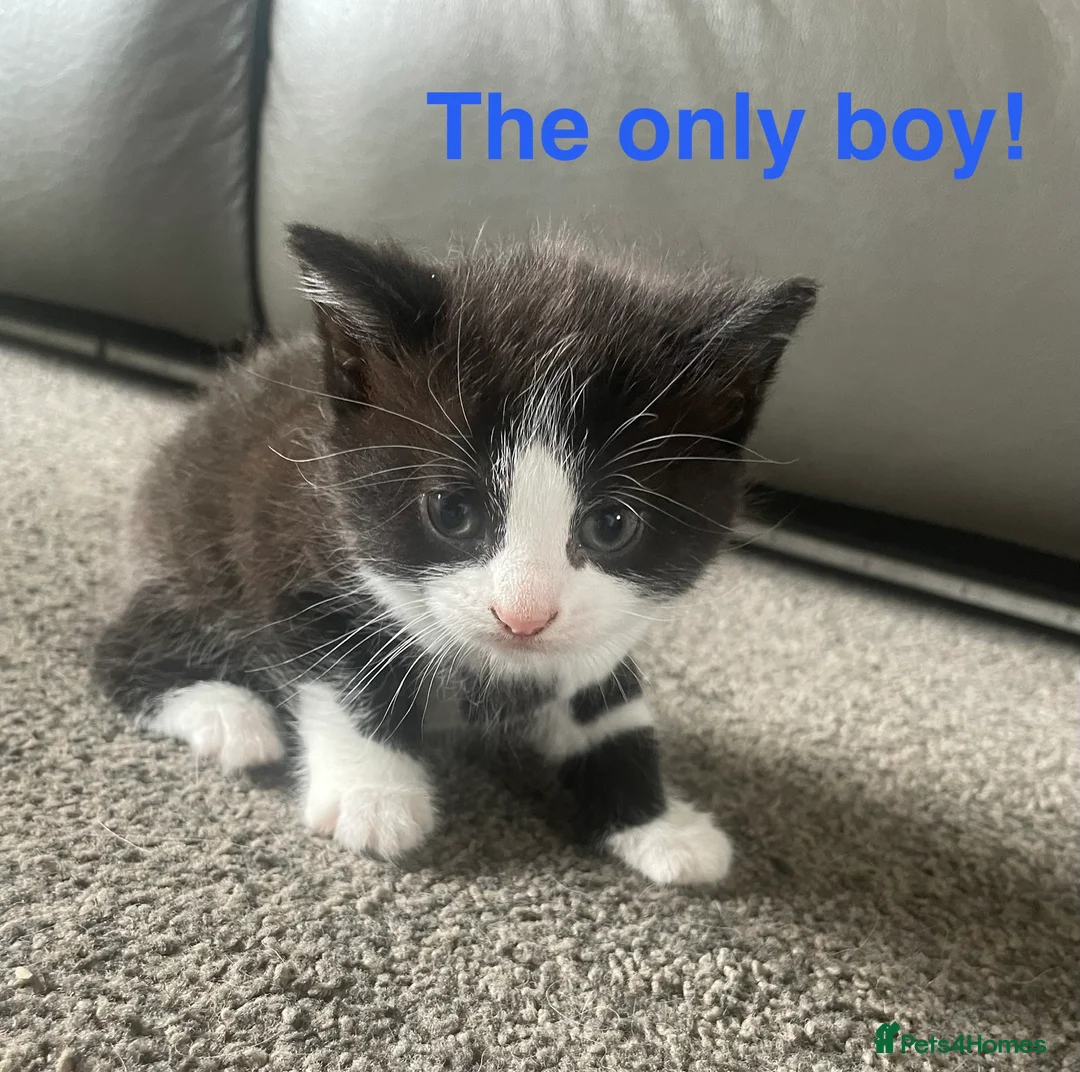 Mixed Breed cats for sale: Adorable Kittens  in Cumnock - Advert 5