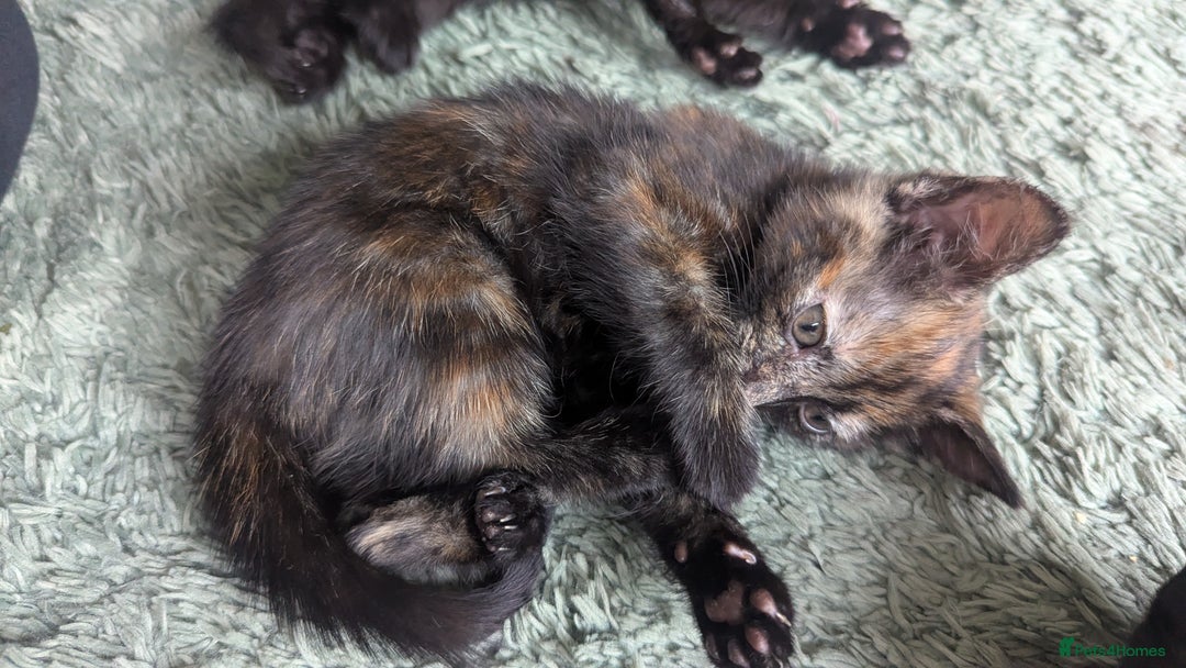 Mixed Breed cats for sale: Mixed coloured beautiful kittens 3 girls 3 boys  - Image 11