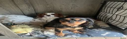 Cavalier King Charles Spaniel dogs for sale: 5 beautiful cavalier puppies - KC registered - Advert 16