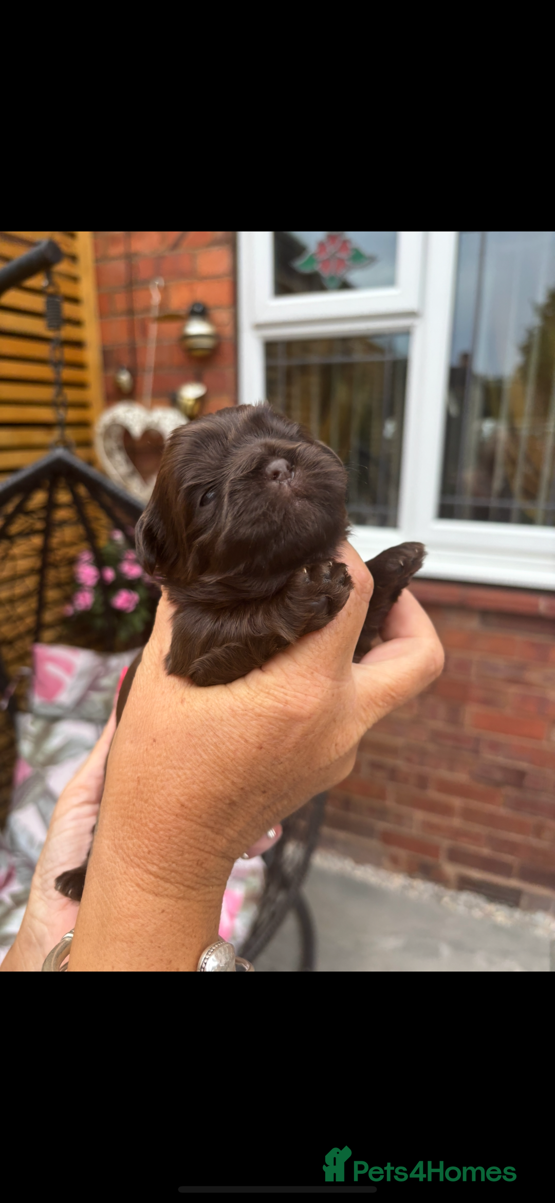 Shih Tzu dogs for sale: Imperial shih tzu puppies - Image 5