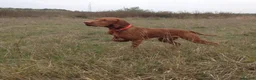 Hungarian Vizsla dogs for sale: Purpose bred champion grade import vizslas puppies - Advert 3