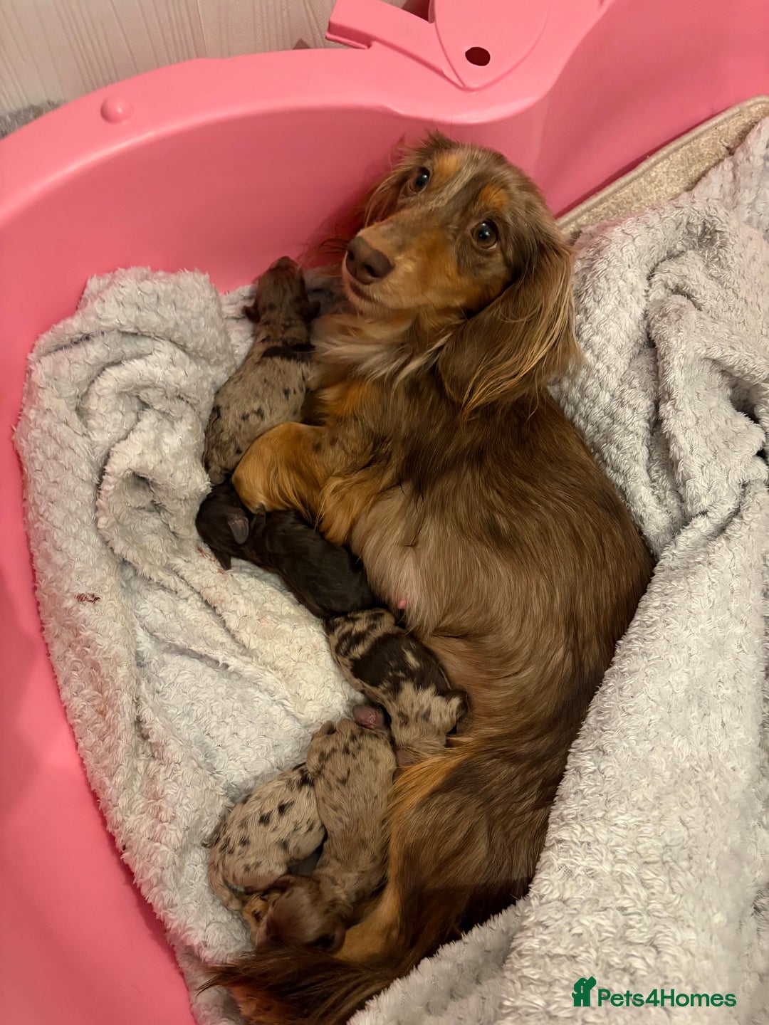 Mixed Breed dogs for sale: Dachshund x King Charles spaniel puppies for sale  - Advert 1