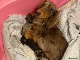 Mixed Breed dogs Dachshund x King Charles spaniel puppies for sale - Advert 2