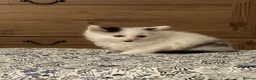 Domestic Shorthair cats for sale: Beautiful kittens for sale  - Advert 10