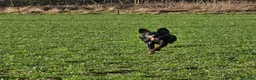 Dobermann dogs for sale: Beautiful boy in Pitlochry - Advert 6