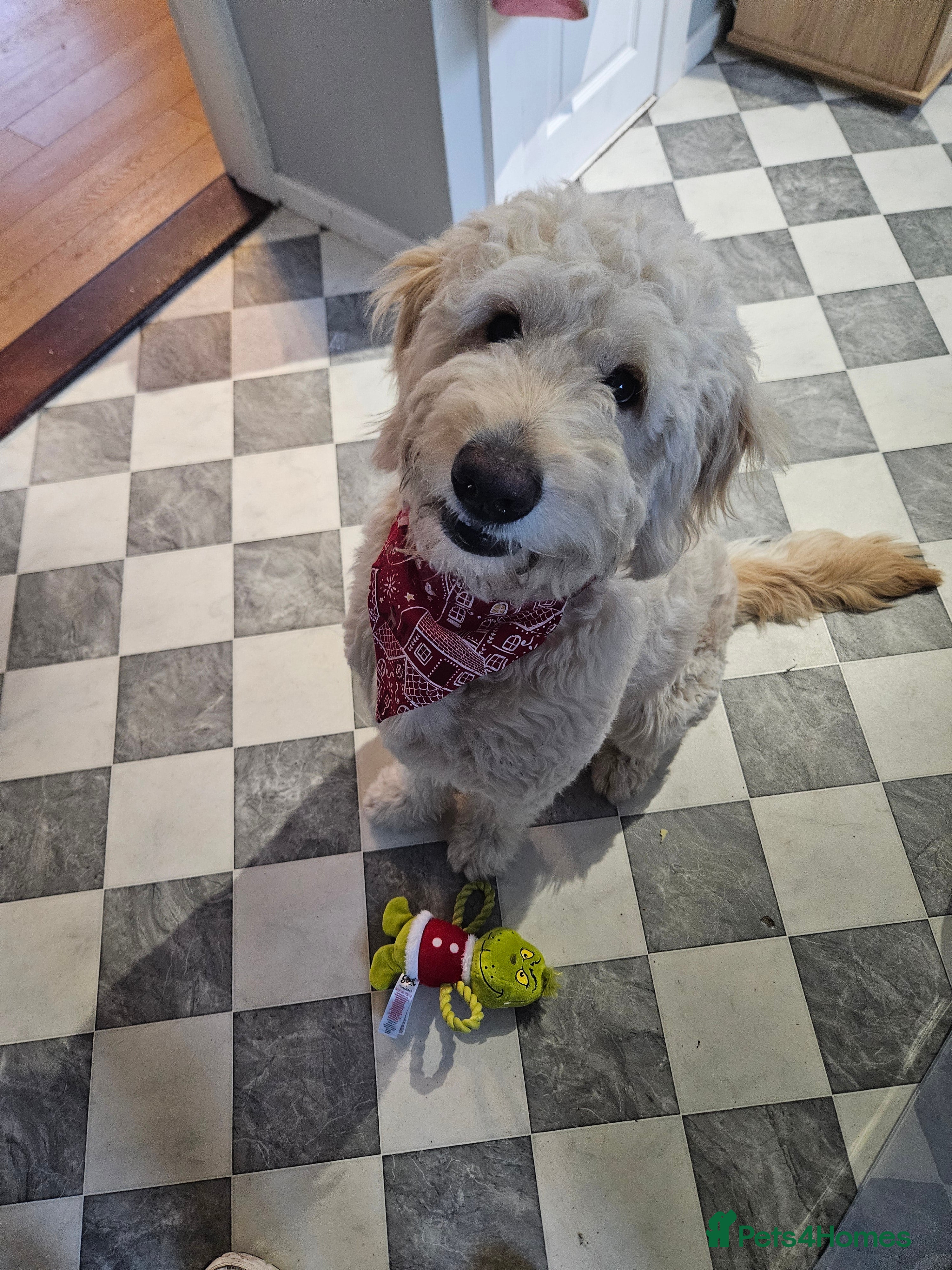 Goldendoodle dogs Goldendoodle for sale  - Advert 1